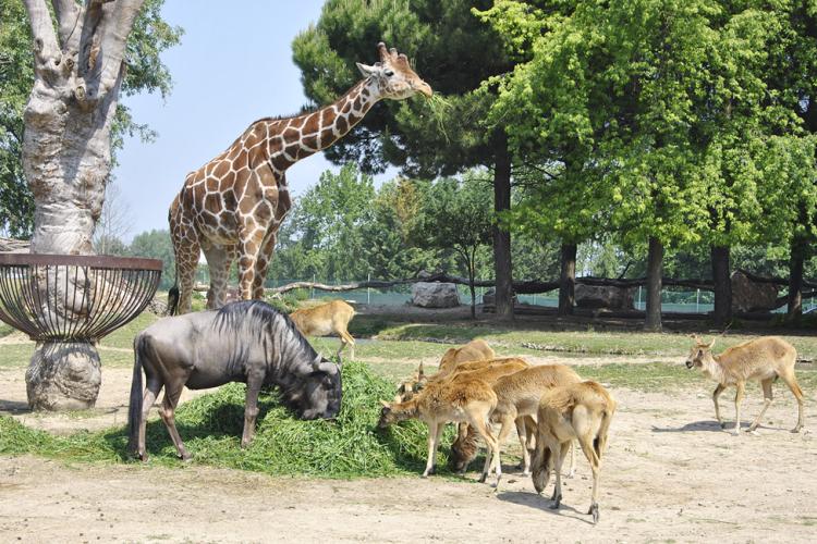 Parco Natura Viva Zoo Safari (1km)